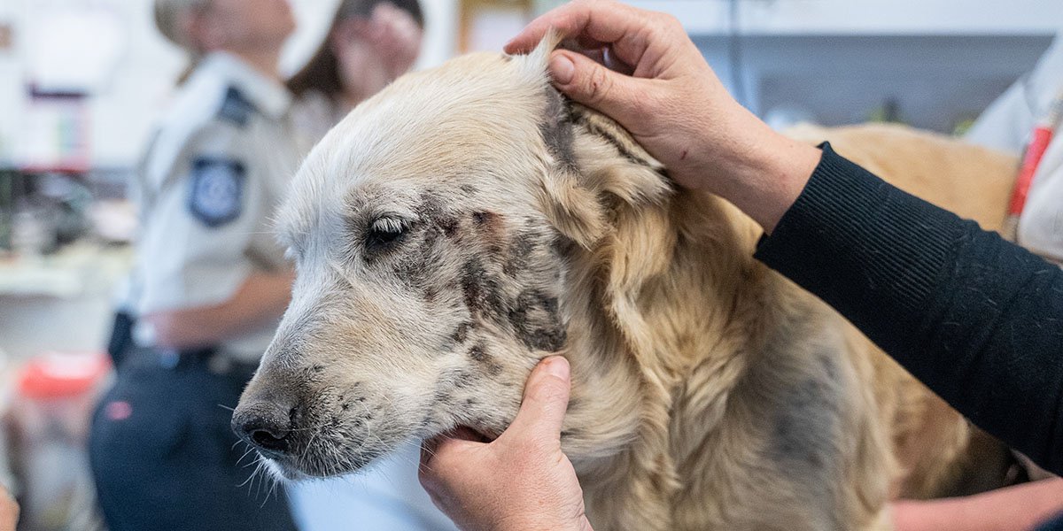 The Truth About Puppy Farms Animal Welfare RSPCA Queensland